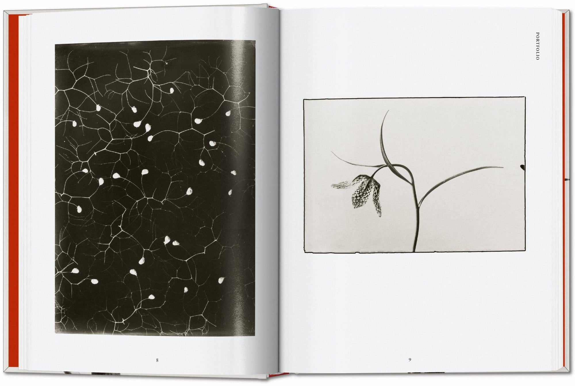 Karl Blossfeldt. The Complete Published Work. 45th Ed. (German, French, English) by Taschen-TASCHEN America-Idlewild-Cincinnati
