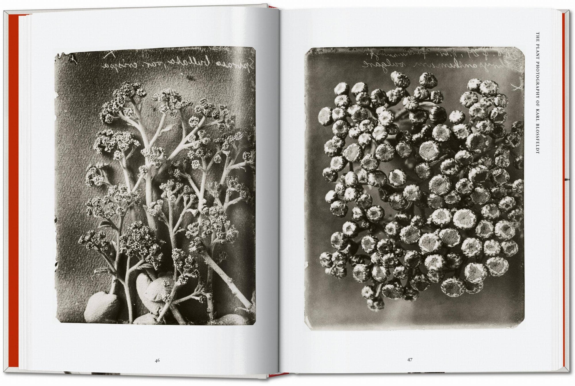 Karl Blossfeldt. The Complete Published Work. 45th Ed. (German, French, English) by Taschen-TASCHEN America-Idlewild-Cincinnati