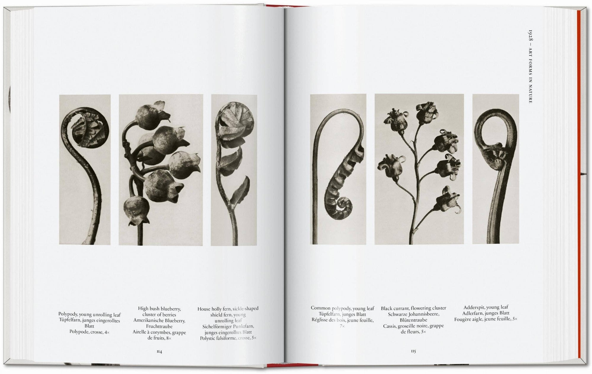 Karl Blossfeldt. The Complete Published Work. 45th Ed. (German, French, English) by Taschen-TASCHEN America-Idlewild-Cincinnati