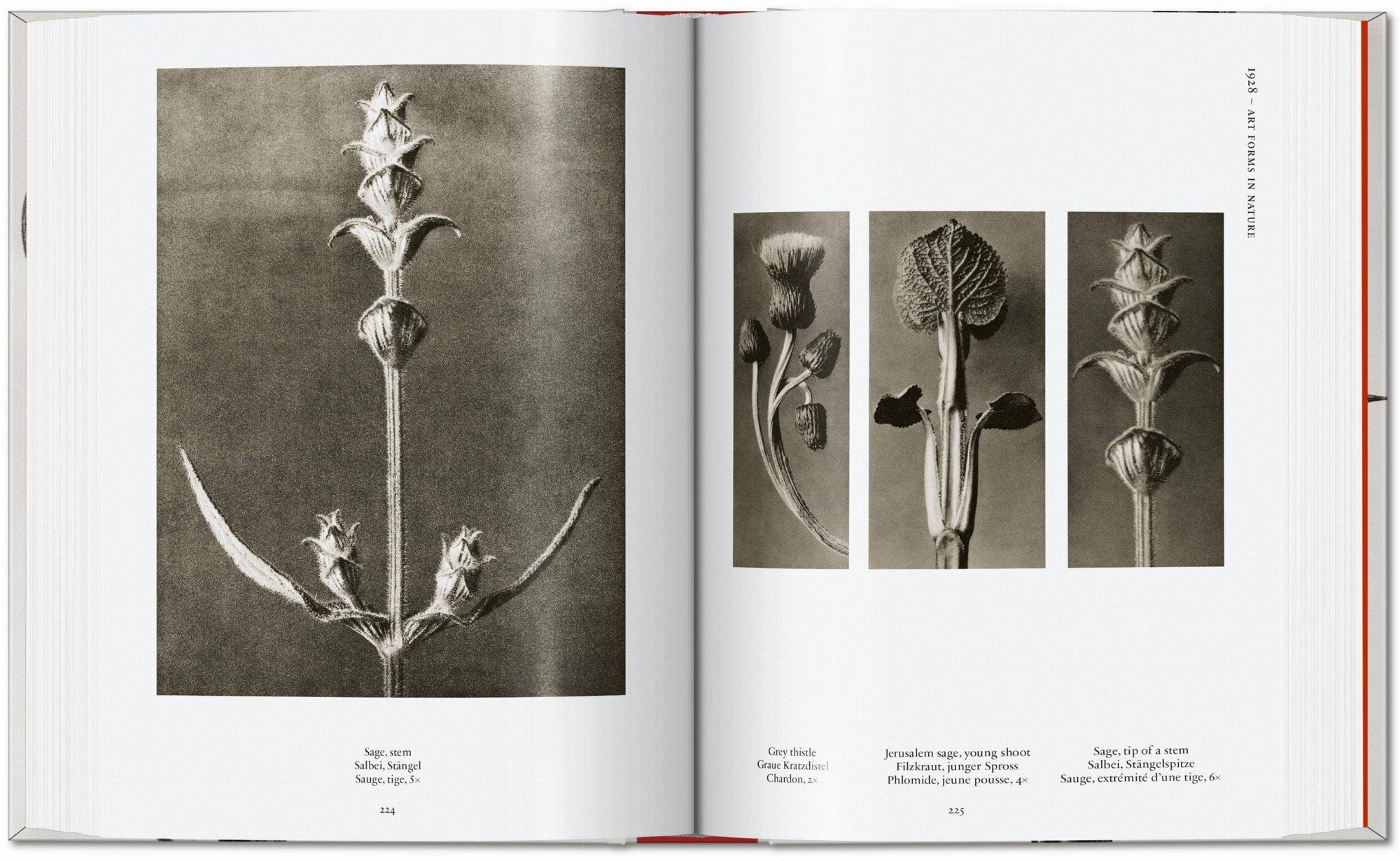 Karl Blossfeldt. The Complete Published Work. 45th Ed. (German, French, English) by Taschen-TASCHEN America-Idlewild-Cincinnati
