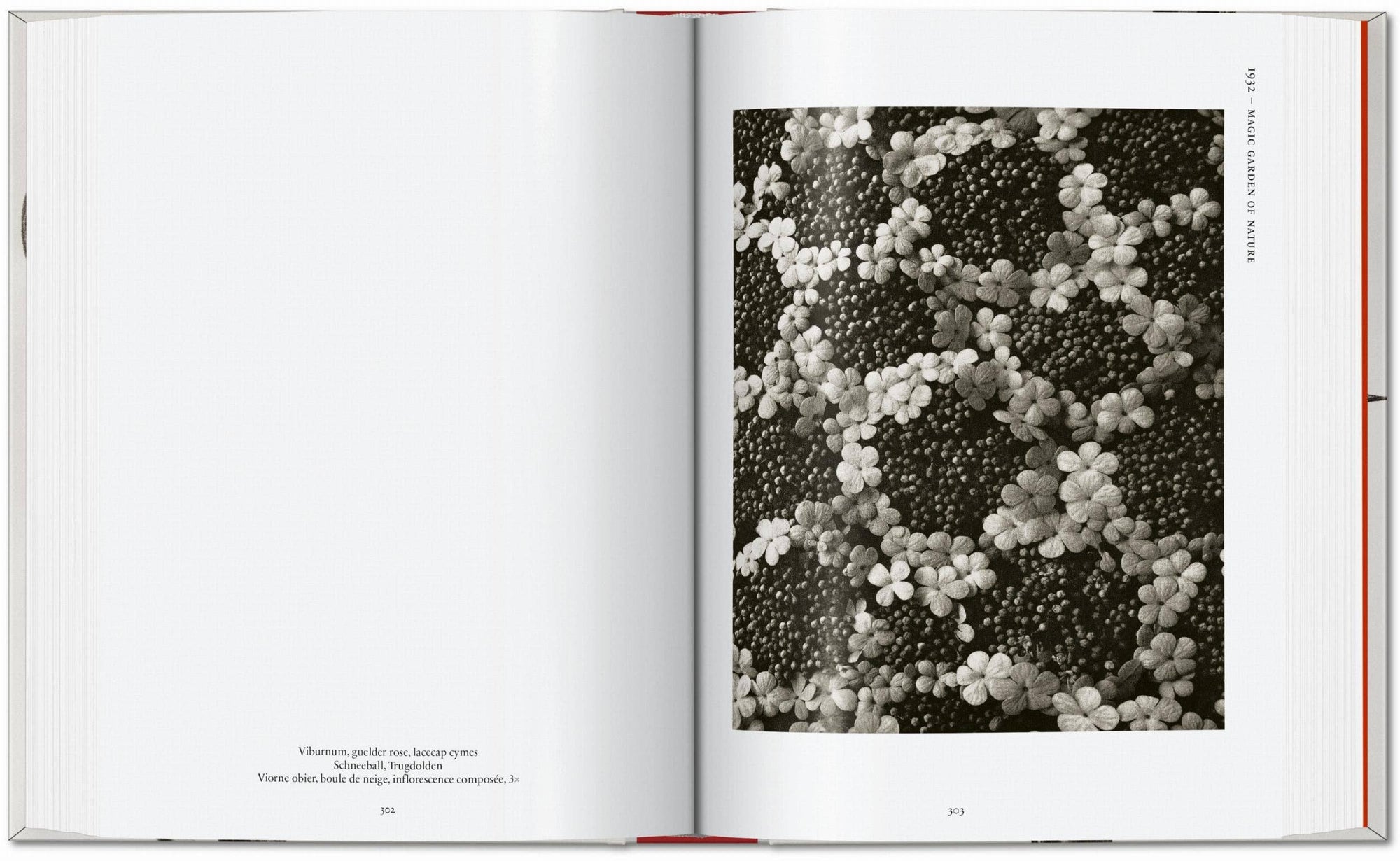 Karl Blossfeldt. The Complete Published Work. 45th Ed. (German, French, English) by Taschen-TASCHEN America-Idlewild-Cincinnati