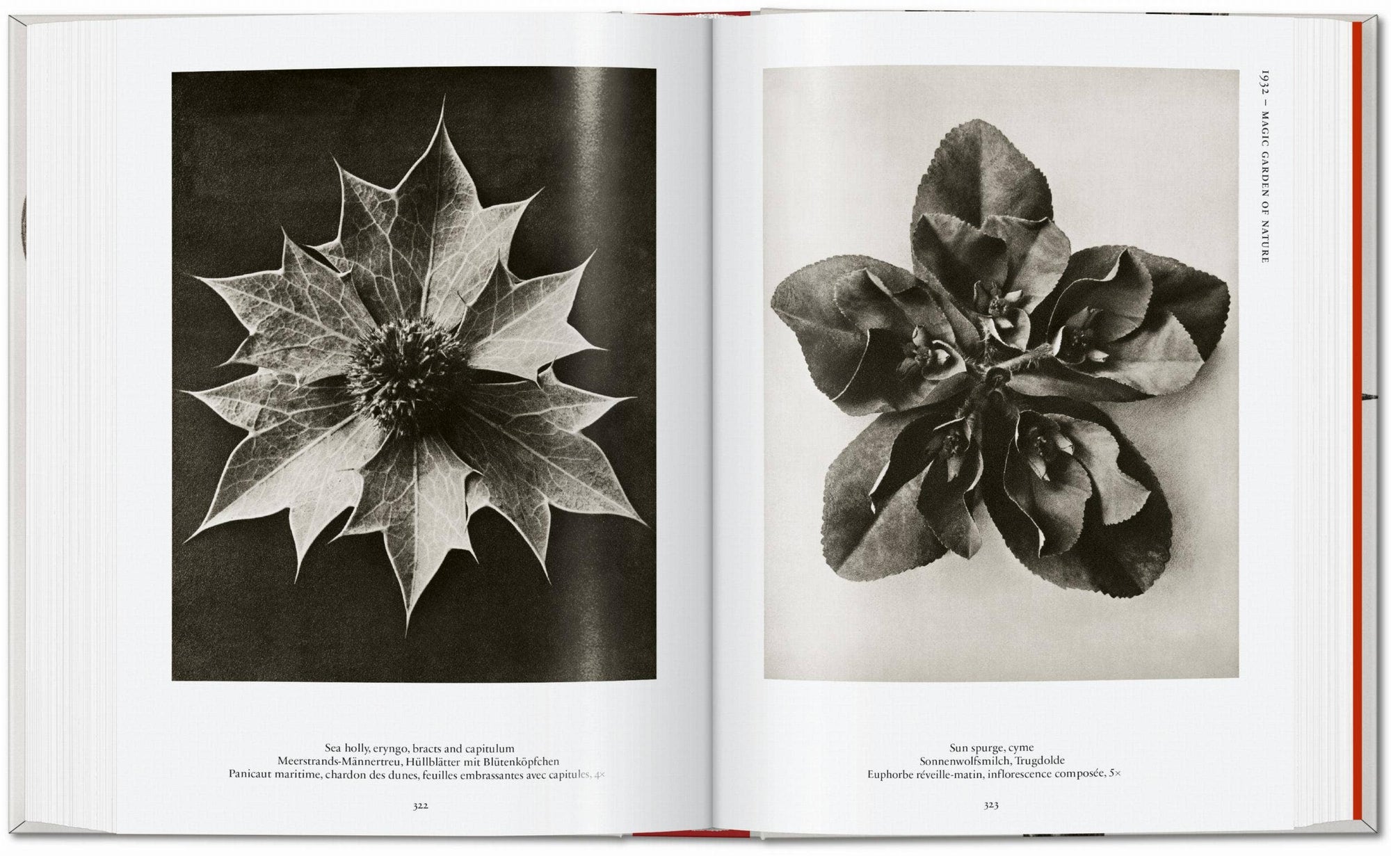 Karl Blossfeldt. The Complete Published Work. 45th Ed. (German, French, English) by Taschen-TASCHEN America-Idlewild-Cincinnati