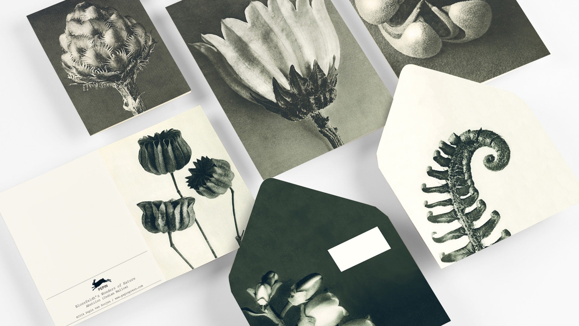 Wonders of Nature Set-Home-Pepin Press-Idlewild