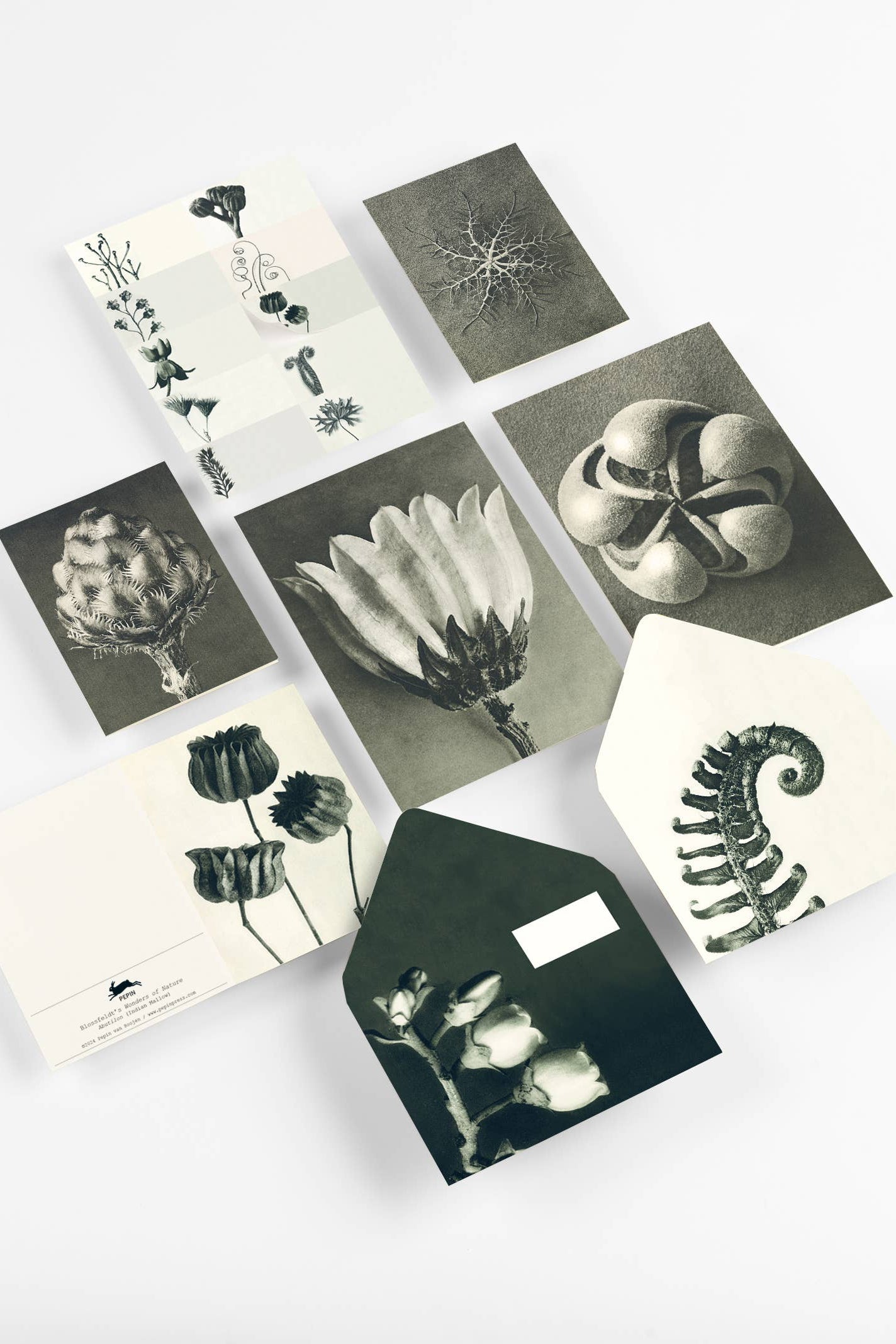 Wonders of Nature (Blossfeldt) Set-Pepin Press-Idlewild